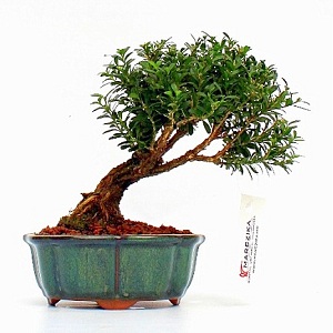 buxus harlandii hongkongi szobapuszpang belteri bonsai fak es cserjek a marczika bonsai studio webshop kinalatabol